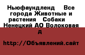 Ньюфаундленд  - Все города Животные и растения » Собаки   . Ненецкий АО,Волоковая д.